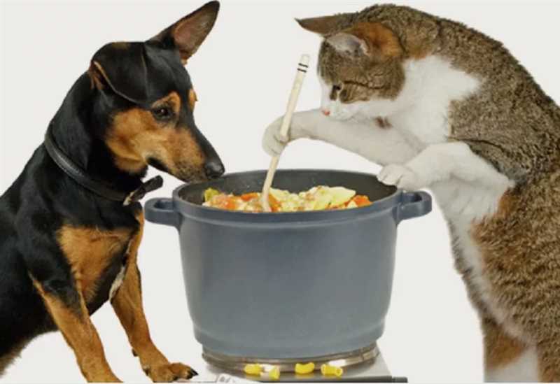 Кошкам и собакам не нужен вкусный корм! Правда или миф?