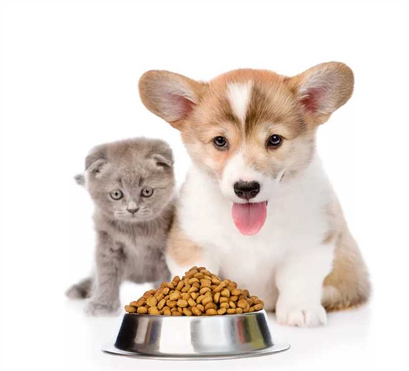 Манипуляция маркетологов - миф про вкусный корм для кошек и собак